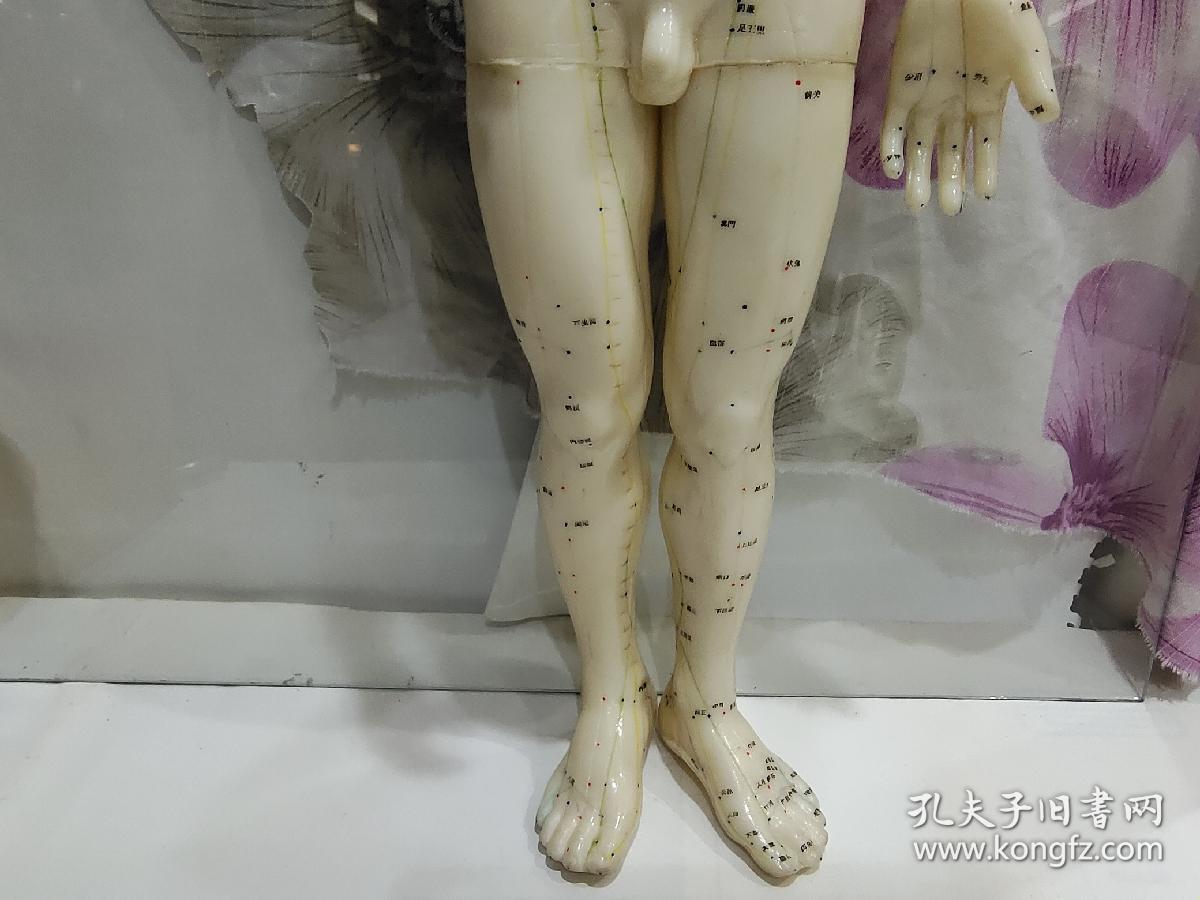 老胶皮针灸人体模型男性高50厘米无底座