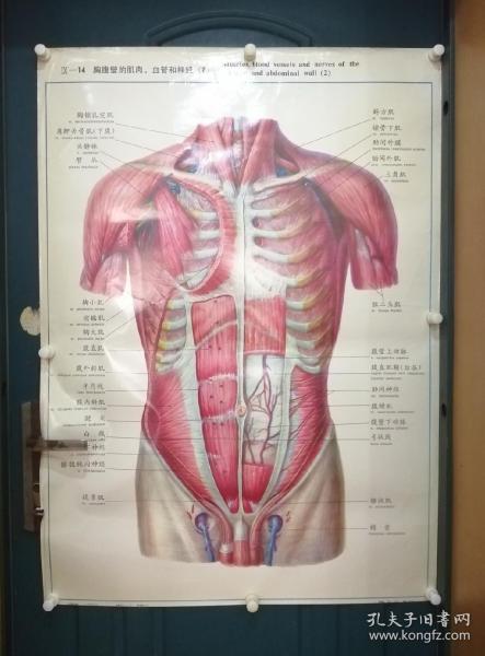 人體解剖掛圖：Ⅸ―14   胸腹壁的肌肉、血管和神經（2）