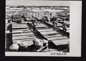 老照片：浙江最大的庵東鹽場
