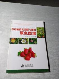 草莓病虫害诊断与防治原色图谱