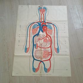 人體解剖生理教學掛圖血循環系統
