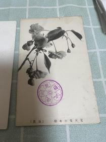 706:早期日本明信片 茶苔  植物标本贴 荒川堤的名樱共3张
