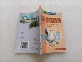 肉鸽养殖图册