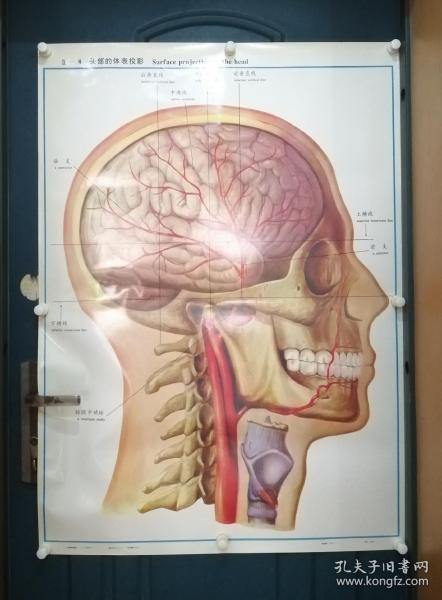 人體解剖掛圖：Ⅸ―8  頭部的體表投影