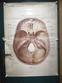 人體解剖掛圖：Ⅰ―11  顱底內面