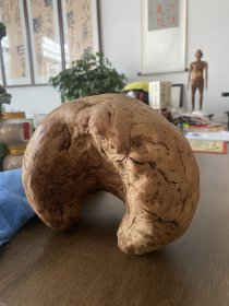 千年柏木原生瘤