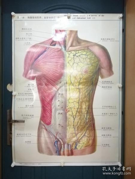 人體解剖掛圖：Ⅸ―13  胸腹壁的肌肉、血管和神經（1）