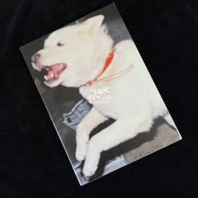 梅佳代摄影集「白い犬」 宠物摄影