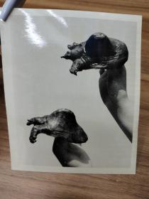 新华社老照片:  动物趣闻 ，郭玉才摄影 ，1985年第2152号。