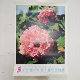 1986年历画 牡丹花（1985年一版一印）