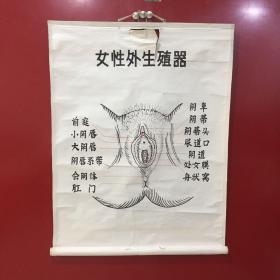 纯手工绘制-妇产科疾病图谱挂图（卷轴装裱）——女性外生殖器【12】折痕、破损、背面脏