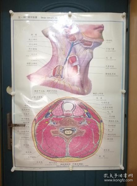 人體解剖掛圖：Ⅸ―10  頸深筋膜