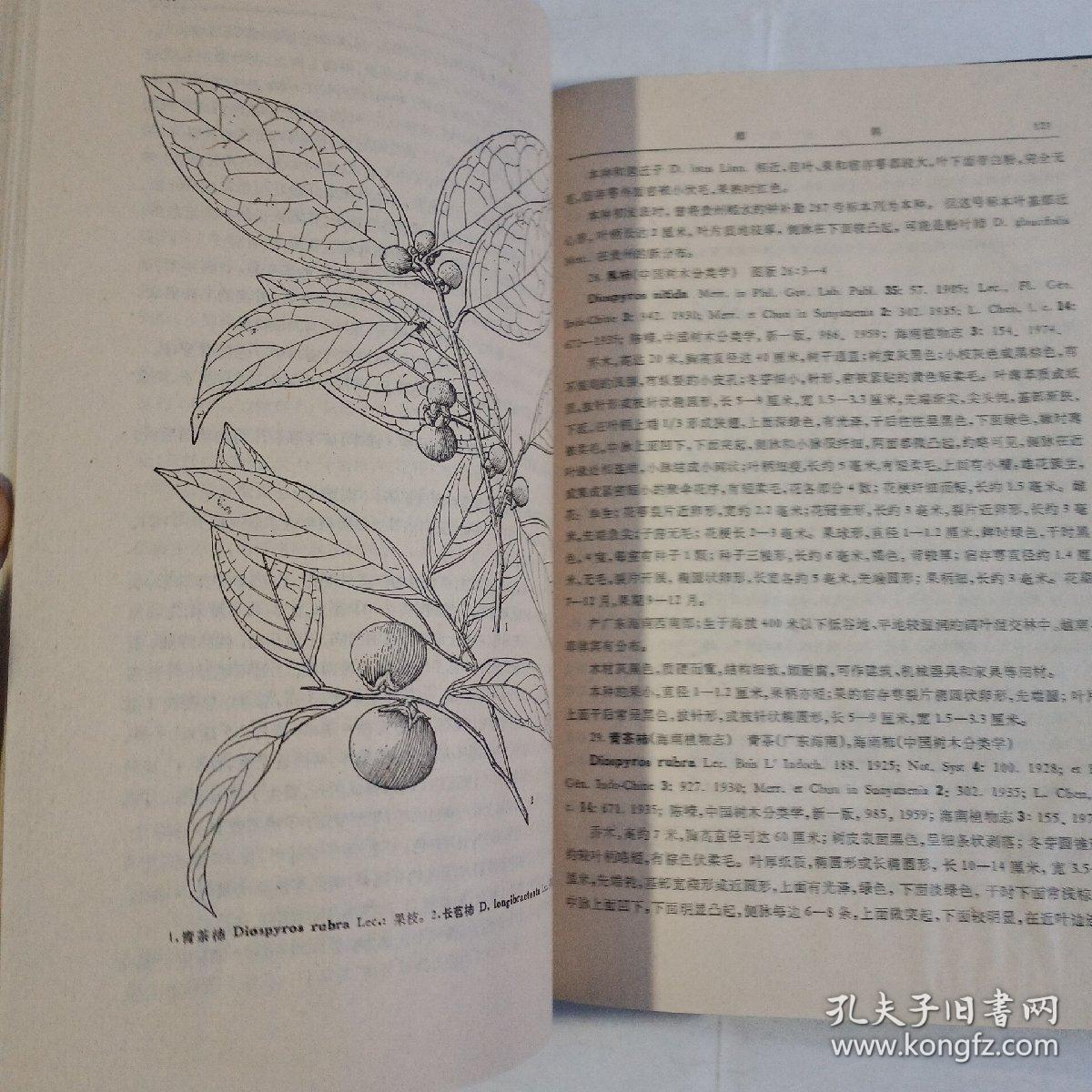 中国植物志第六十卷第一分册_中国科学院中国植物志编辑委员会_孔夫子