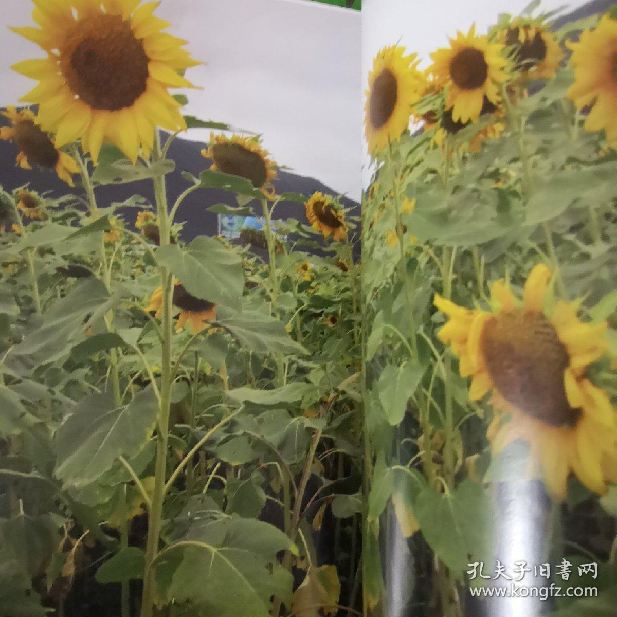 森林印象系列之八人与自然全彩画册(快递包邮)