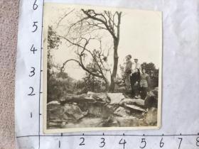 (外交人员相册)民国时期1947年干部与军人树前合影照片