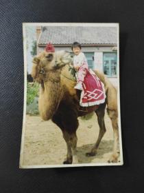 骑骆驼的小女孩16