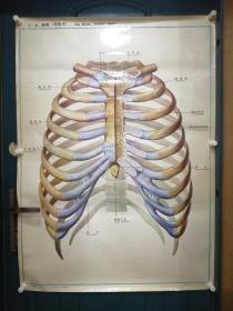 人體解剖掛圖：Ⅰ―6  胸廓（前面觀）