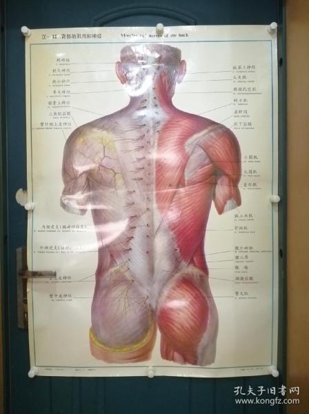 人體解剖掛圖：Ⅸ―12  背部的肌肉和神經