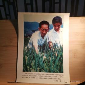 袁隆平正在田间观察杂交水稻