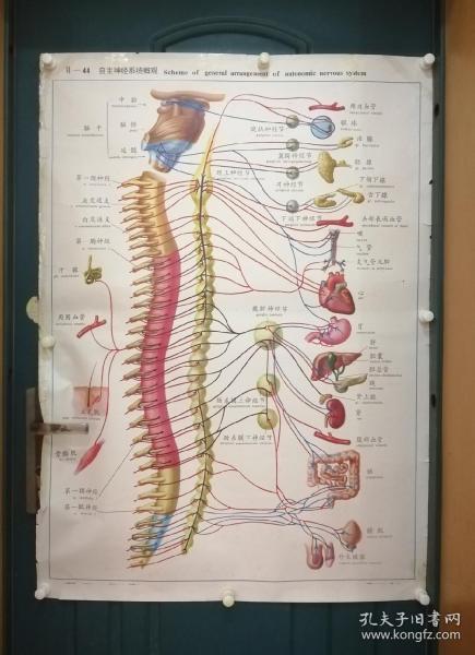 人體解剖掛圖：Ⅵ- 44  自主神經系統概觀