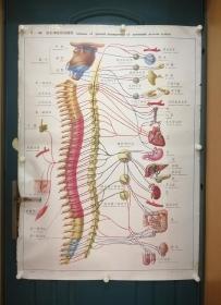 人體解剖掛圖：Ⅵ- 44  自主神經系統概觀