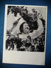 朝鲜老明信片：摘葡萄的姑娘（50年代出版）