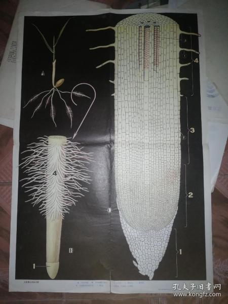 初级中学 课本 植物学教学挂图:根4(3)大麦根尖的纵切面