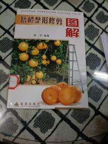 脐橙整形修剪图解