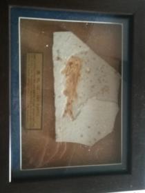 一塊兒魚化石標本