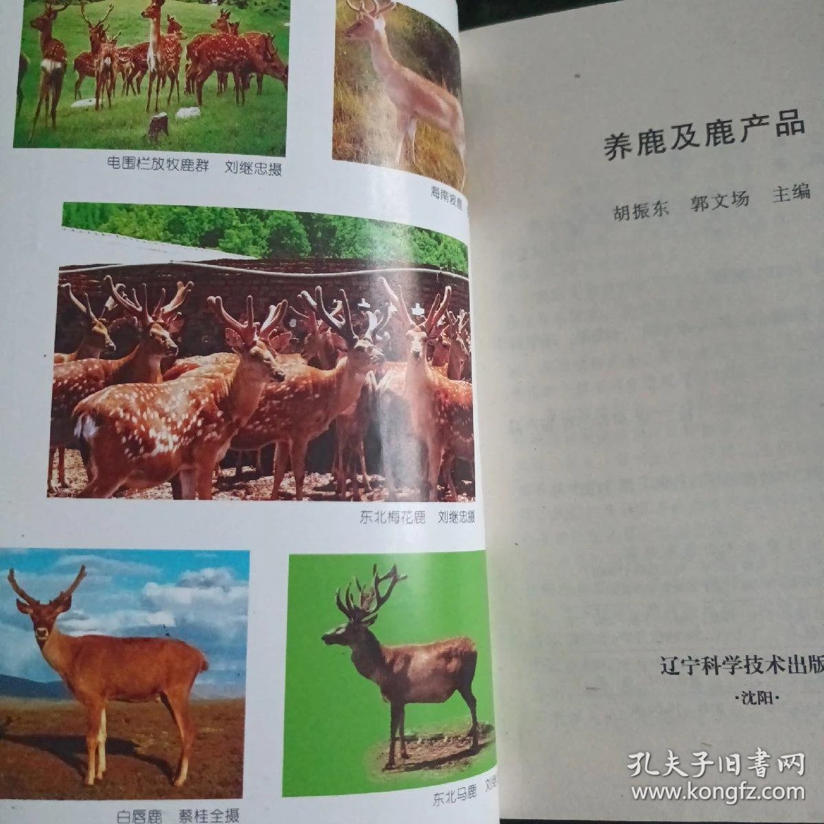 鹿产业的未来方向：长春坤瑞鹿业引领潮流
