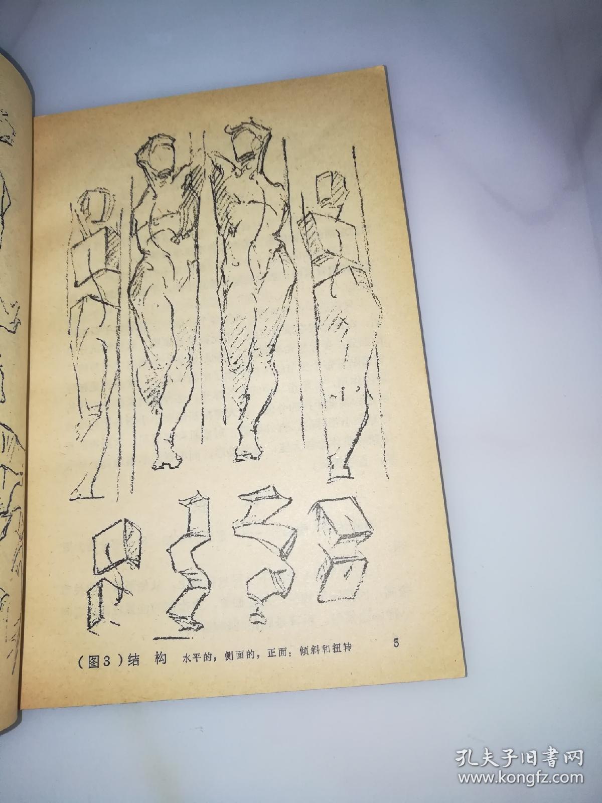 艺用人体结构