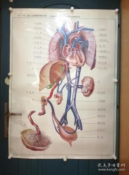人體解剖掛圖：V—17  胎兒血液循環模式圖