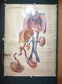 人體解剖掛圖：V—17  胎兒血液循環模式圖