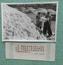 新疆吐鲁番县火焰山人民公社第二管理区第一生产队的棉花大丰收 长20厘米宽15厘米