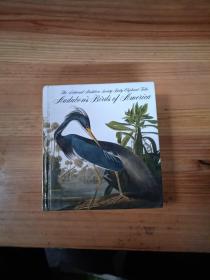 Audubon's Birds Of America