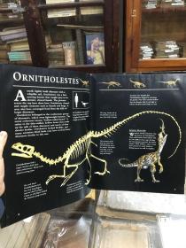 Dinosaur Skeletons and Other Prehistoric Animals   by Jinny Johnson , Elizabeth Gray   恐龙骨骼和其他史前动物