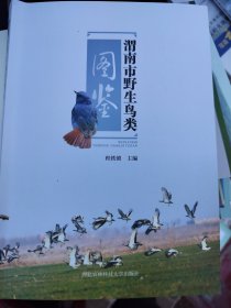 渭南市野生鸟类图鉴