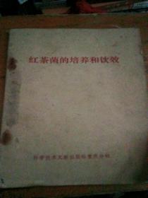 红茶菌的培养和饮效