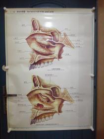 人體解剖掛圖：Ⅰ―12  鼻腔外側壁
