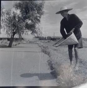 1965年底片五张：池塘边单人劳作的农民