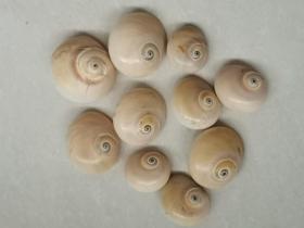 天然老貝殼10枚（大小不一）。
保存超過35年的老物件，自然舊。