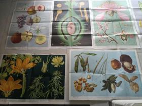 初级中学课本植物学教学挂图~花和果实（全套7幅）