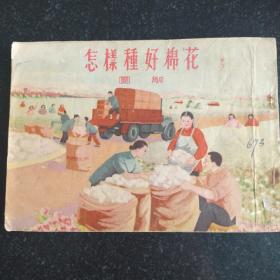 55年大开本连环画《怎样种好棉花》图解