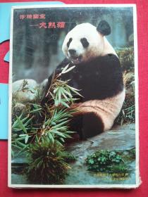 罗荣陶摄，珍稀国宝大熊猫，明信片