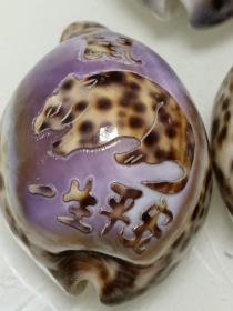 生肖(鼠--龍)浮雕-早期，天然斑點彩海螺4只及
