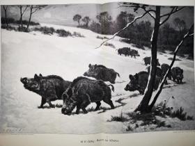 1895年大幅木刻版畫《冬天的野豬一家sauen im winter》尺寸55*40.4厘米，背面空白，出自19世紀著名法國動物畫家，喬治·弗雷德里克·若提格（Georges Frédéric Rotig，1873-1961年）的繪畫作品