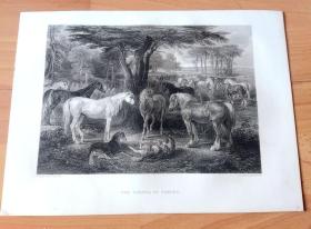 1852年钢版画《新生命的诞生：英国纯血马》（THE COUNCIL OF HORSES）-- 出自英国浪漫主义画家，詹姆斯·沃德（James Ward，1769-1859）的油画作品 -- 雕刻师：T.A.PRIOR -- 选自当年艺术日志 -- 版画纸张32*24厘米