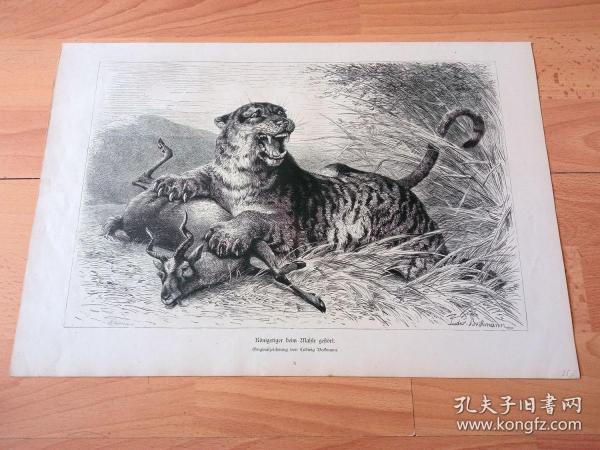 1880年大幅木刻版畫《虎崽的“人生第一課”》（Konigstiger beim Mahl gestort）-- 出自19世紀德國動物畫家、雕刻家，Ludwig Beckmann（1822–1902）的原創木刻作品 -- 版畫紙張42*29厘米