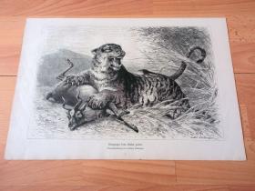 1880年大幅木刻版畫《虎崽的“人生第一課”》（Konigstiger beim Mahl gestort）-- 出自19世紀德國動物畫家、雕刻家，Ludwig Beckmann（1822–1902）的原創木刻作品 -- 版畫紙張42*29厘米