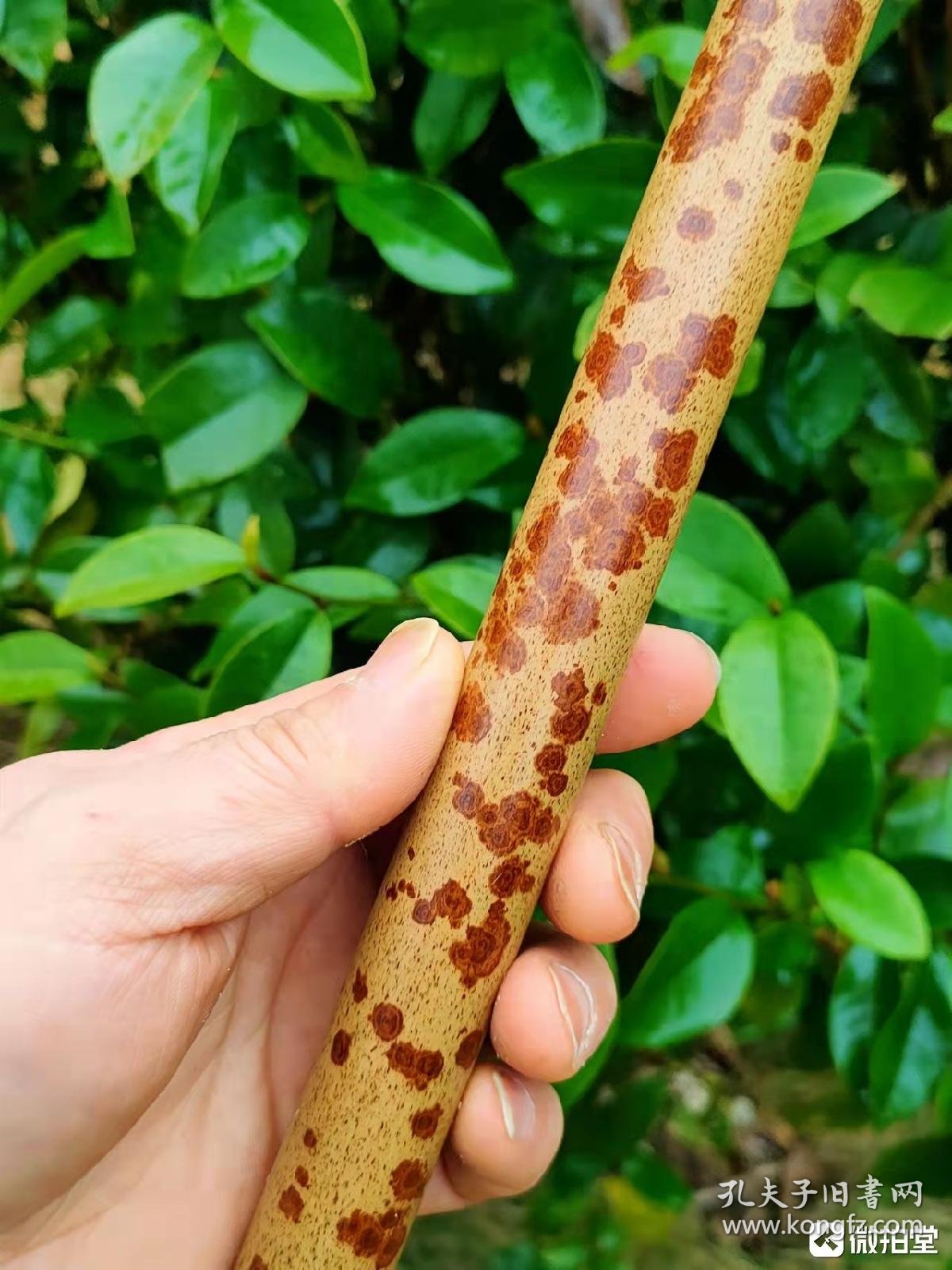 云南麻栗坡云妃竹